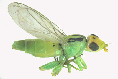 Frit Fly - Subfamily Chloropinae - Meromyza sp 1 m18