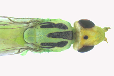 Frit Fly - Subfamily Chloropinae - Meromyza sp 2 m18