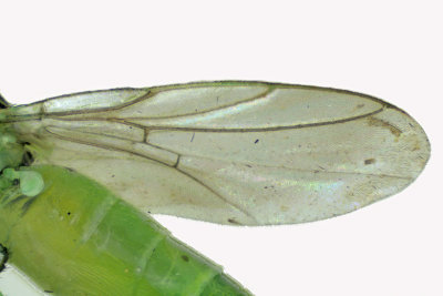 Frit Fly - Subfamily Chloropinae - Meromyza sp 3 m18