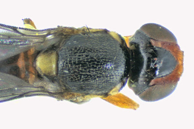 Frit Fly - Oscinellinae sp3 2 m18