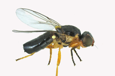Frit Fly - Oscinellinae sp4 1 m18
