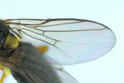 Frit Fly - Oscinellinae sp4 2 m18