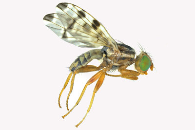 Fruit fly - Terellia ruficauda sp2 1 m18