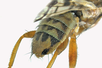 Fruit fly - Terellia ruficauda sp2 2 m18