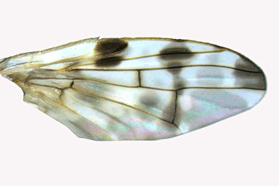Fruit fly - Terellia ruficauda sp2 3 m18