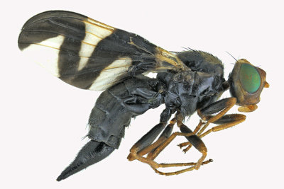 Fruit Fly - Urophora cardui 1 m18