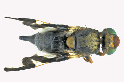 Fruit Fly - Urophora cardui 2 m18