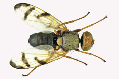 Fruit Fly - Urophora cardui 1 m18