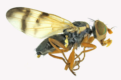 Fruit Fly - Urophora sp5 1 m18 Male