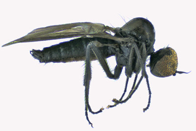 Hybotid Dance Fly - Bicellaria sp 1 m18