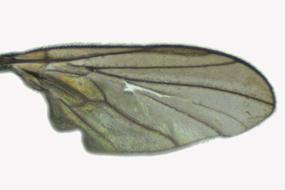 Hybotid Dance Fly - Bicellaria sp 2 m18