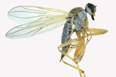 Hybotid Dance Fly - Platypalpus sp2 1 m18