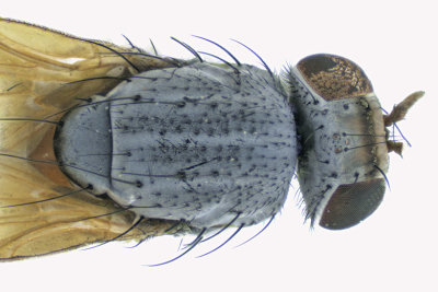 Lauxaniidae - Minettia lupulina sp2 2 m18