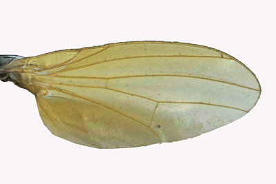 Lauxaniidae - Minettia lupulina sp2 3 m18