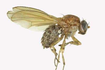 Lauxaniidae - Poecilolycia sp2 m18