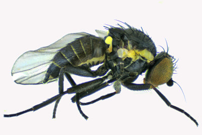 Leaf Miner Fly - Calycomyza sp3 1 m18