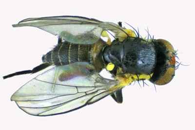 Leaf Miner Fly - Calycomyza sp3 2 m18