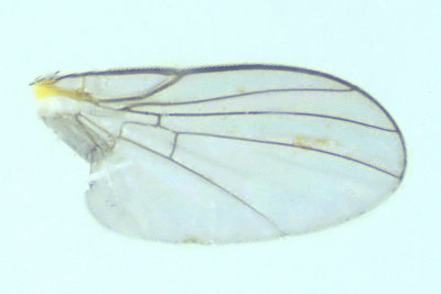 Leaf Miner Fly - Calycomyza sp3 3 m18