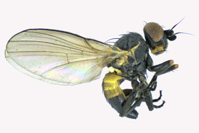 Leaf Miner Fly - Cerodontha bicolorata 1 m18