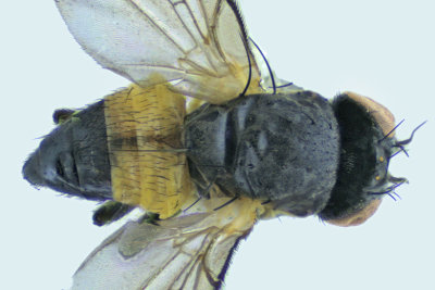 Leaf Miner Fly - Cerodontha bicolorata 2 m18