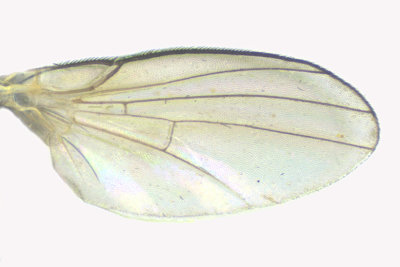 Leaf Miner Fly - Cerodontha bicolorata 3 m18