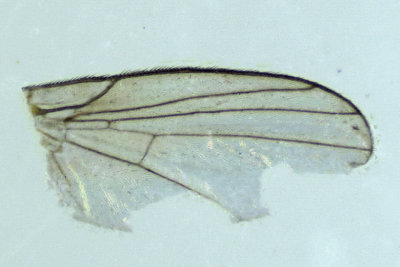 Leaf Miner Fly - Phytoliriomyza melampyga - 2 m18
