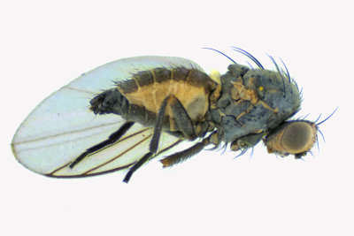 Leaf Miner Fly - Phytomyza sp3 1 m18