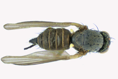 Leaf Miner Fly - Phytomyza sp3 2 m18