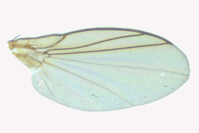 Leaf Miner Fly - Phytomyza sp3 3 m18