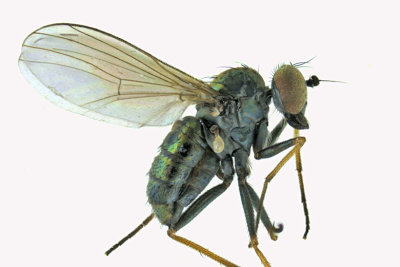 Long-legged Fly - Chrysotus sp 1 m18