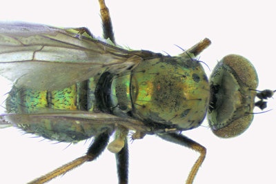 Long-legged Fly - Chrysotus sp 2 m18