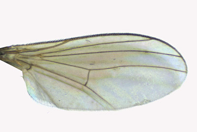 Long-legged Fly - Chrysotus sp 3 m18
