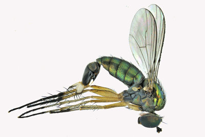 Long-legged Fly - Dolichopus brevimanus group sp2 1 m18