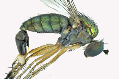 Long-legged Fly - Dolichopus brevimanus group sp2 2 m18