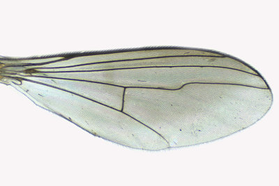 Long-legged Fly - Dolichopus brevimanus group sp2 3 m18