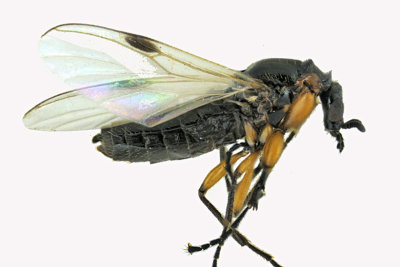 March Fly - Dilophus sp3 1 m18