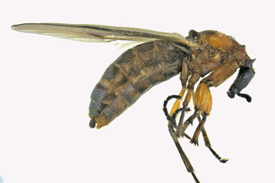 March Fly - Dilophus sp4 1 m18