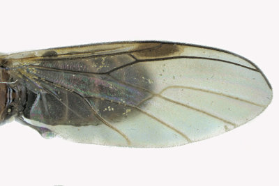 March Fly - Dilophus sp4 2 m18