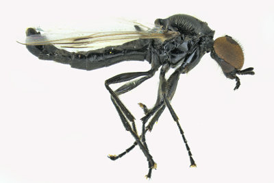 March Fly - Dilophus sp5 1 m18