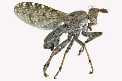 Marsh Fly - Dictya sp1 1 m18