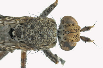 Marsh Fly - Dictya sp3 1 m18
