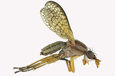 Marsh Fly - Limnia sp2 1 m18