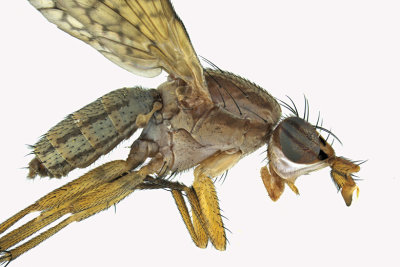 Marsh Fly - Limnia sp2 2 m18