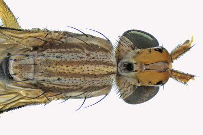 Marsh Fly - Limnia sp2 3 m18