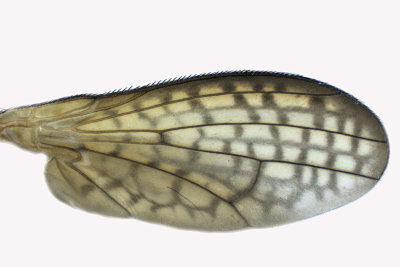 Marsh Fly - Limnia sp2 4 m18
