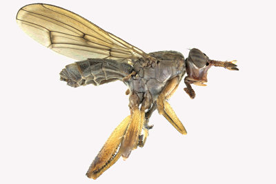 Marsh Fly - Sepedon sp4 1 m18