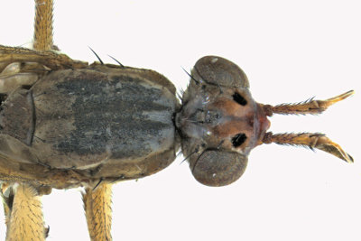Marsh Fly - Sepedon sp4 2 m18