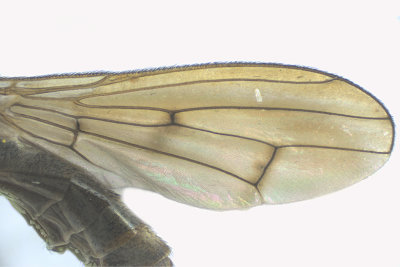 Marsh Fly - Sepedon sp4 3 m18