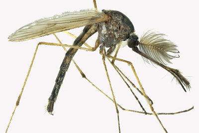 Mosquito sp3 1 m18