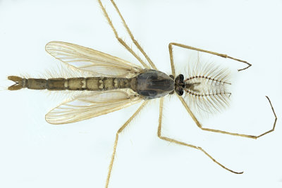 Mosquito sp4 1 m18
